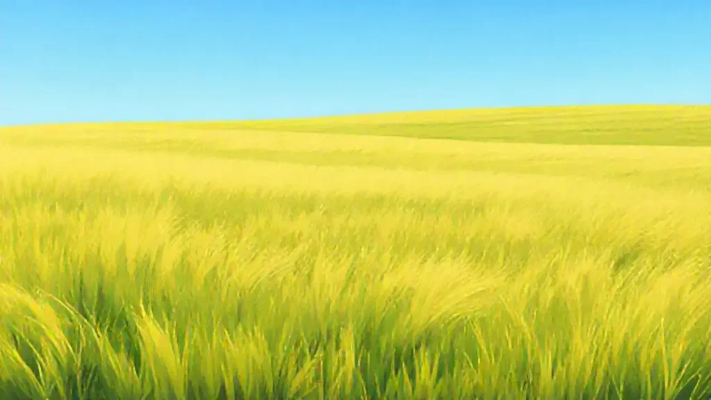 Campo verde y cielo azul
