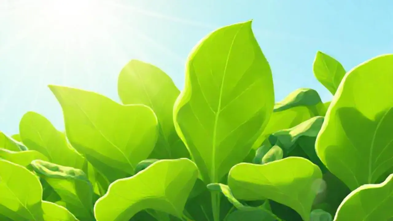 Hojas verdes al sol