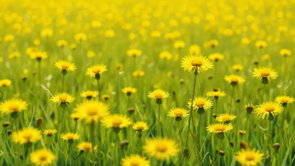 Campo de diente de león amarillo