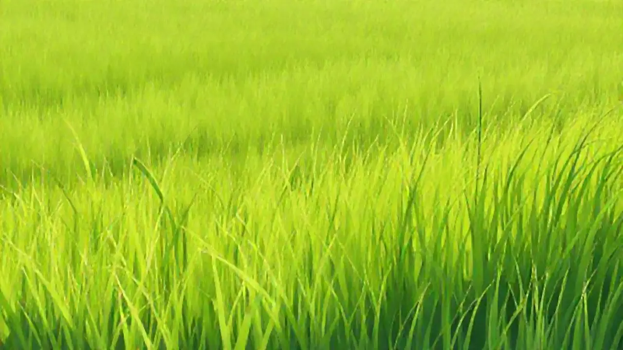 Campo verde con pasto alto
