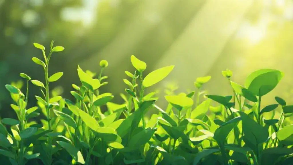Plantas verdes bajo el sol