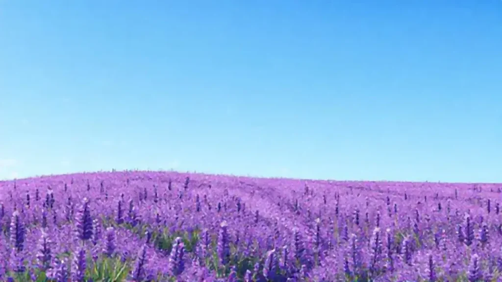 Campo de lavanda azul