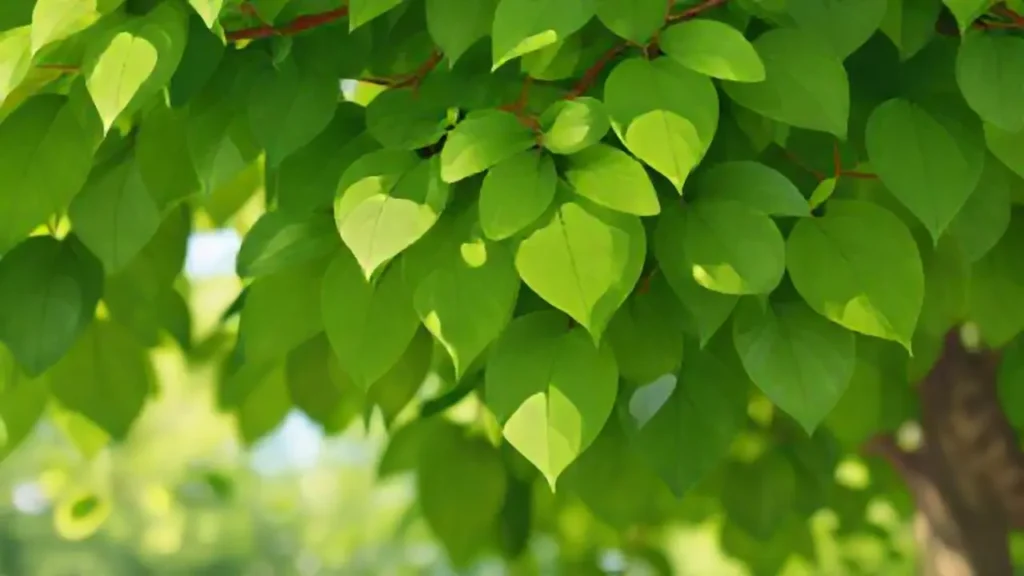 Hojas verdes y saludables en árbol