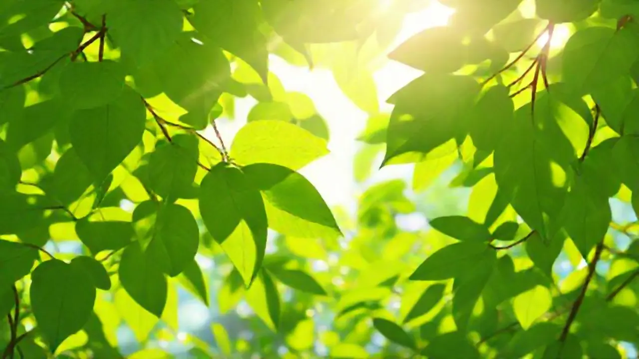 Hojas verdes al sol