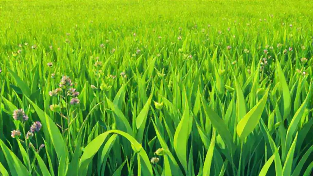Campo verde