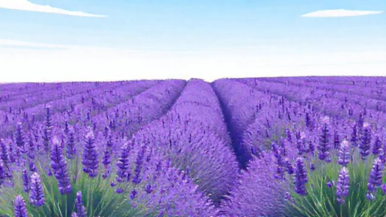 Campos de lavanda bajo el cielo azul