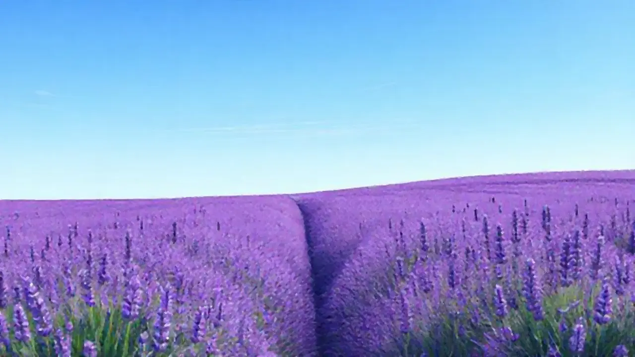 El campo de lavanda bajo el cielo azul