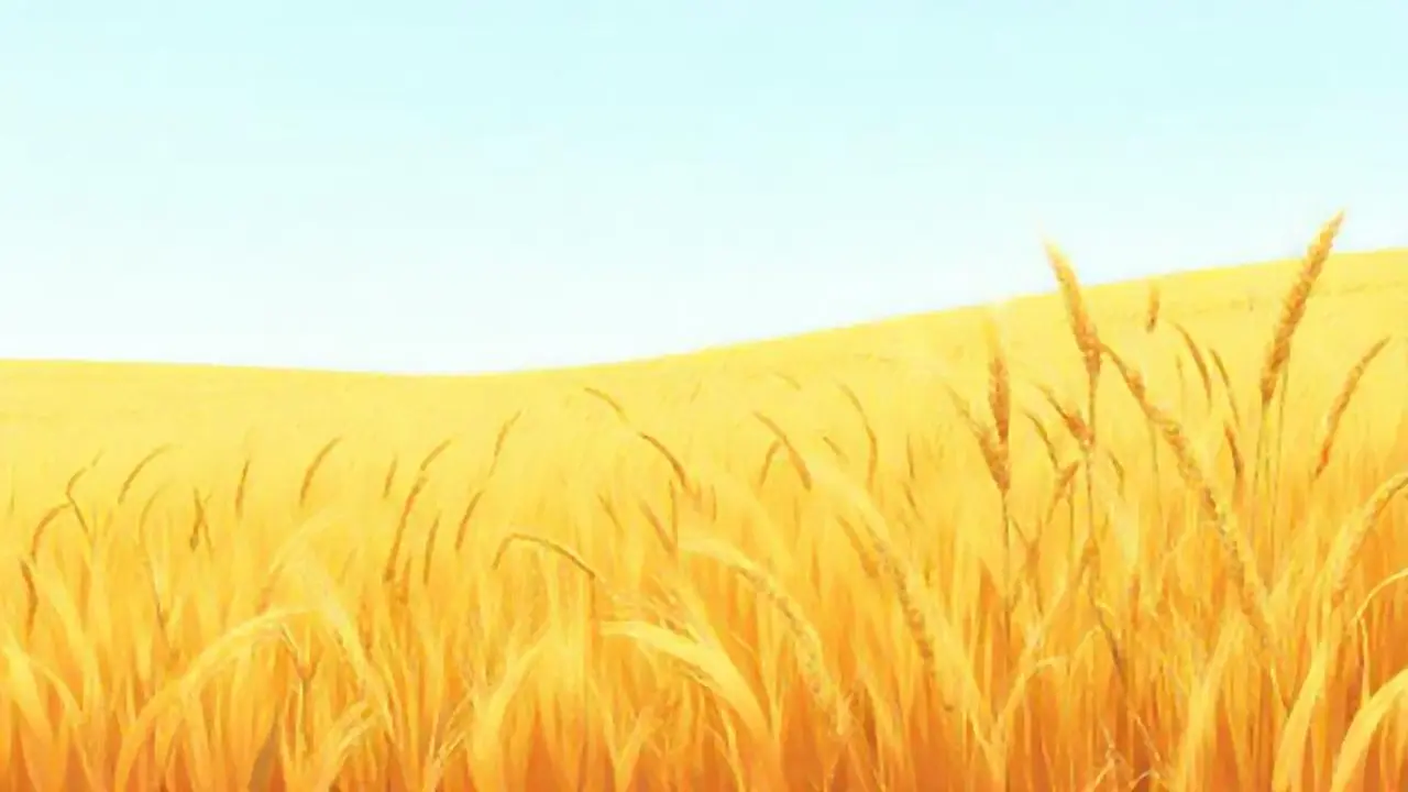 Campo de trigo amarillo se extiende