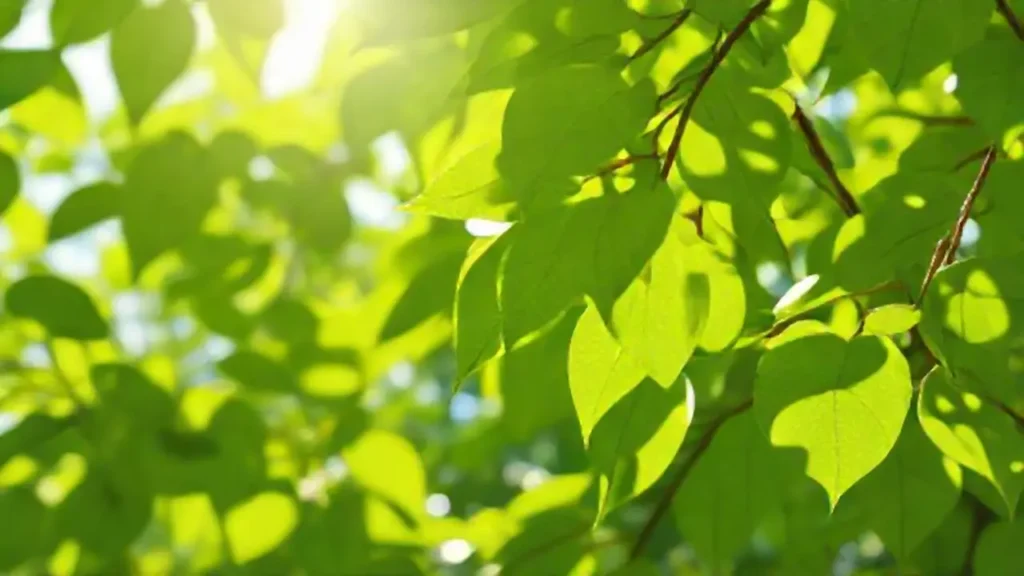 Hojas verdes bajo el sol