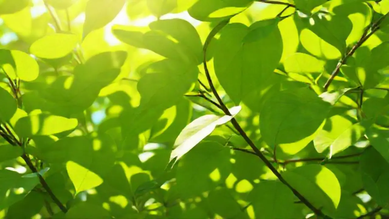 Hojas verdes al sol