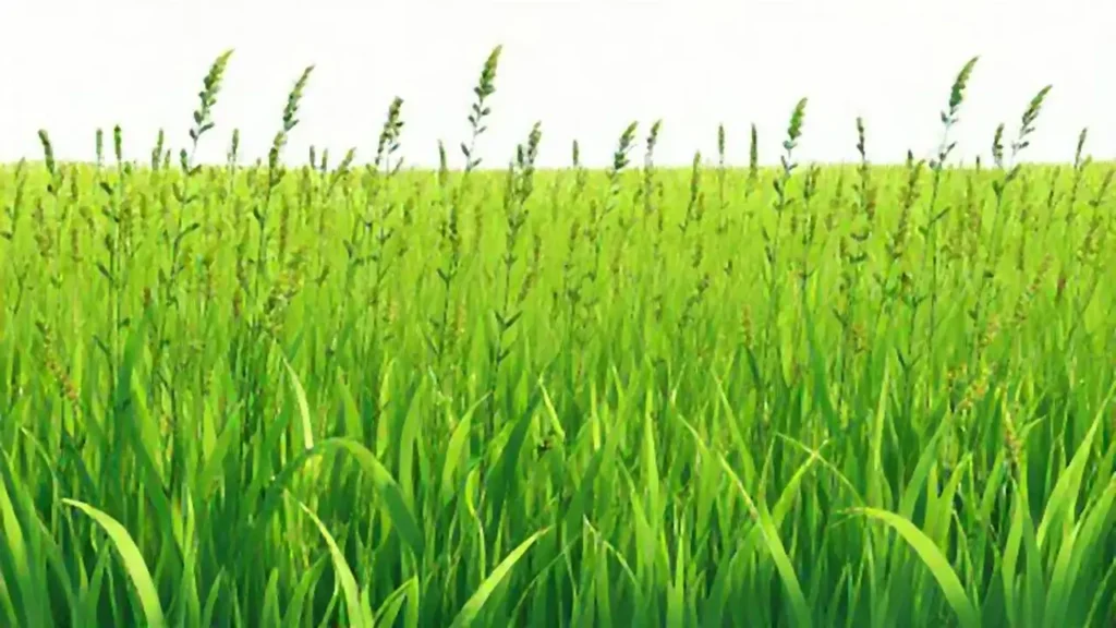 Campo verde con plantas altas