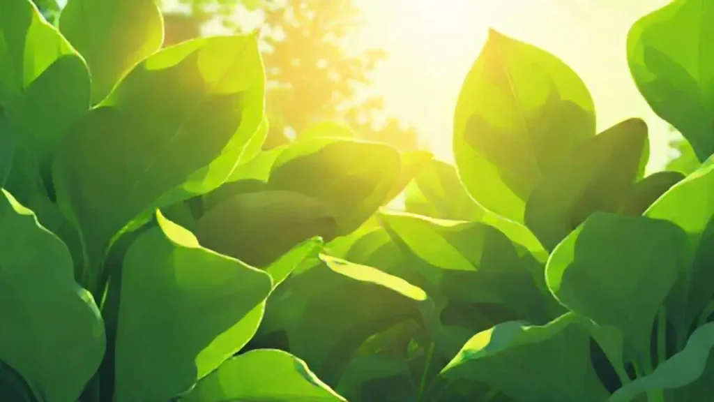 Hojas verdes al sol