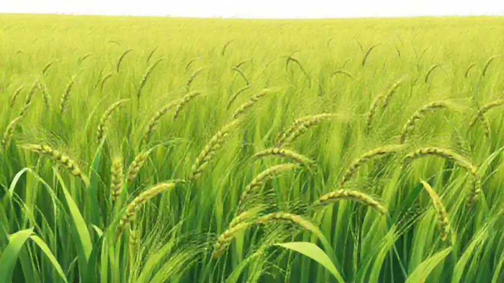 El trigo maduro se balancea en el campo verde