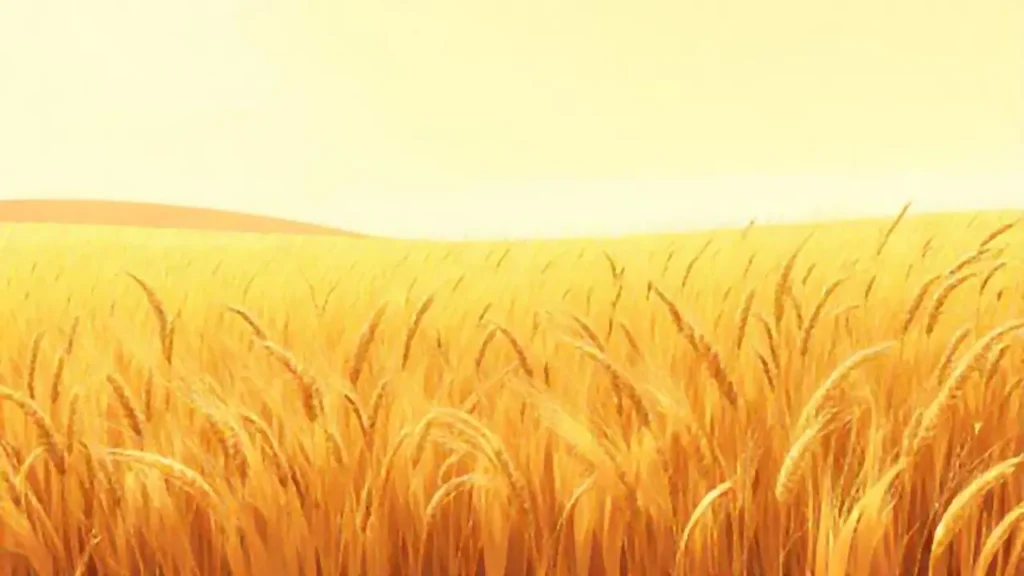Campo de trigo dorado infinito