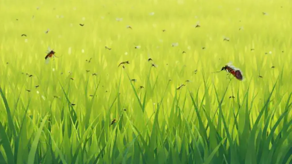 Mosquitos en un campo
