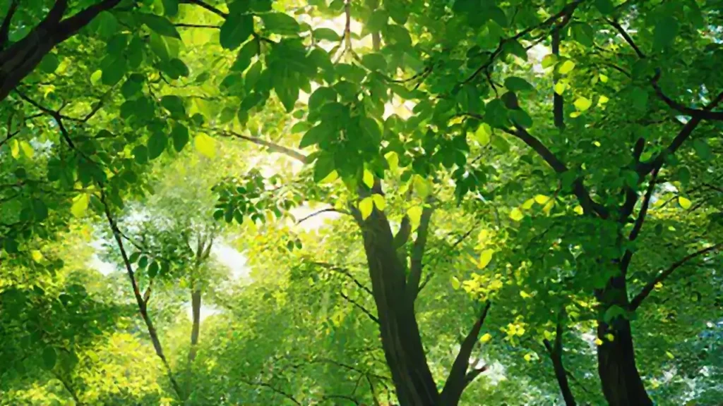 Hojas verdes bajo el sol