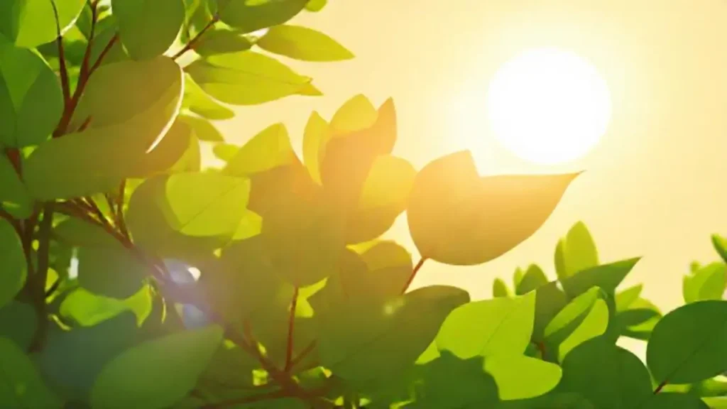 Hojas verdes junto al sol