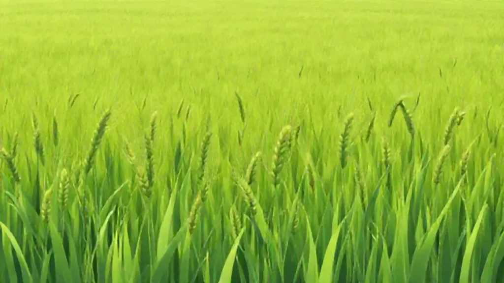 Campo verde con trigo