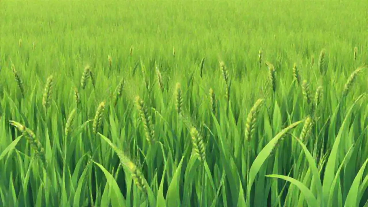 Campo verde con trigo