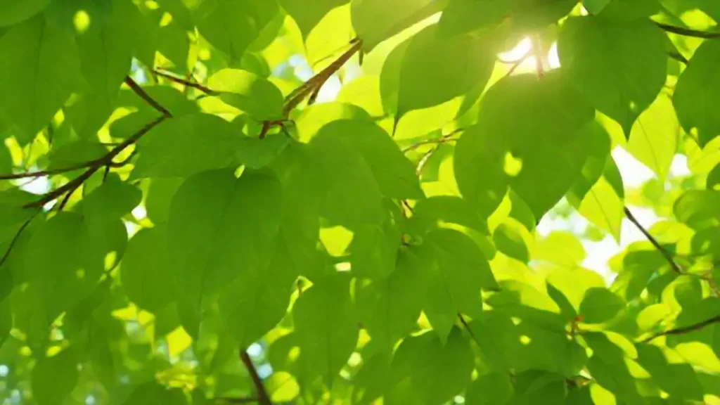 Hojas verdes con luz solar