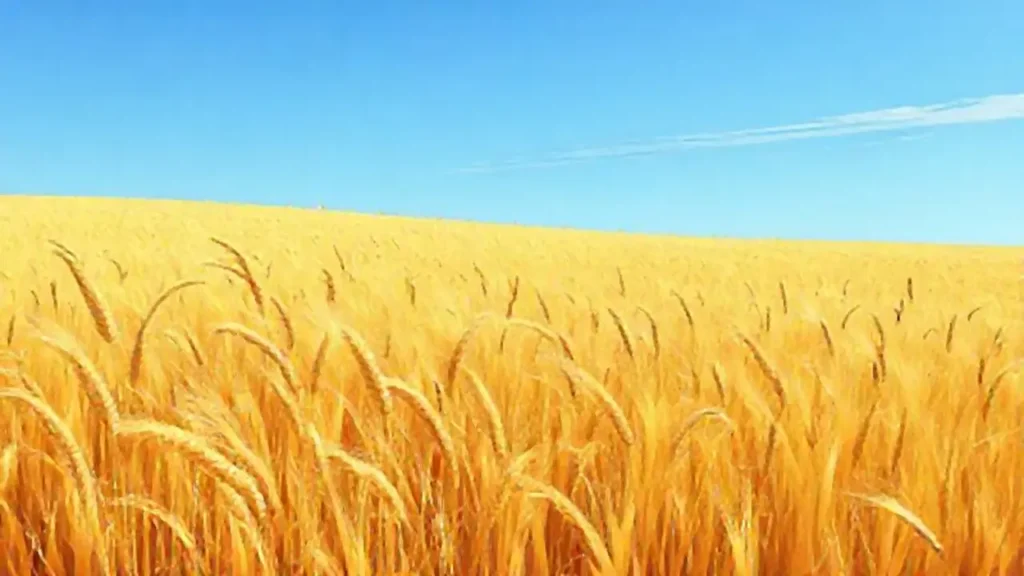 Campo de trigo dorado bajo el cielo azul