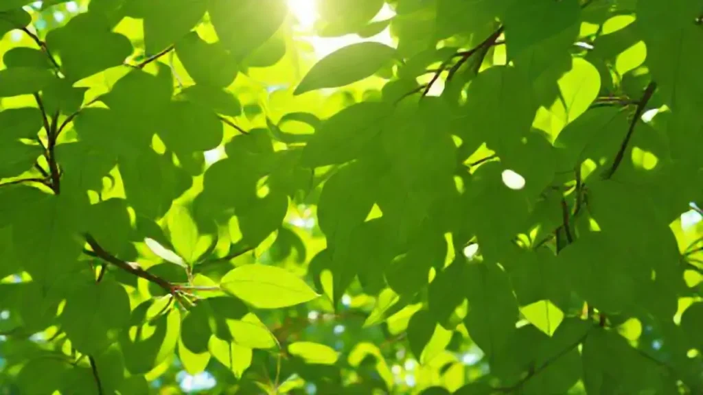 Hojas verdes al sol